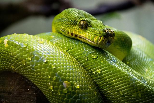 Read more about the article Neue Kategorie Python